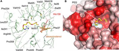 Structural identification of catalytic His158 of PtMAC2p from Pseudozyma tsukubaensis, an acyltransferase involved in mannosylerythritol lipids formation